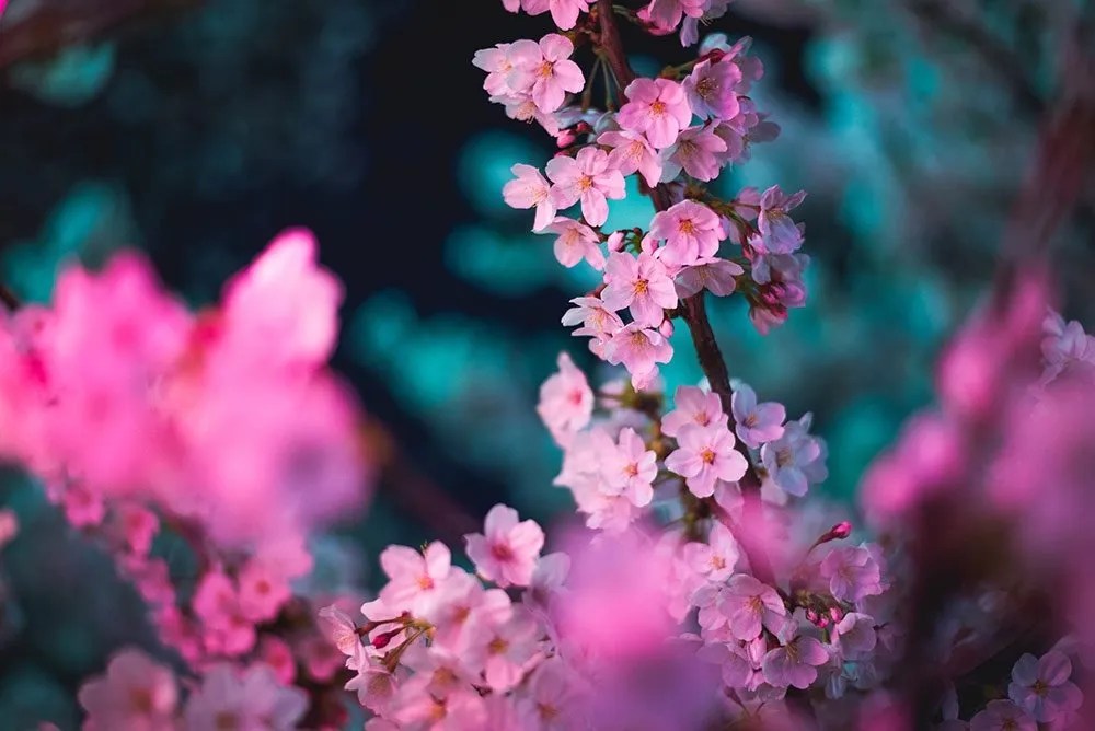 The Fascinating Evidence Showing Plants Have Human Level Intelligence, Feelings, Pain and More
