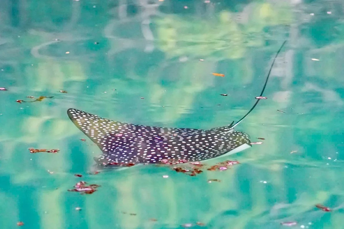 We spotted a baby shark in Bermuda which totally looks like a sting ray