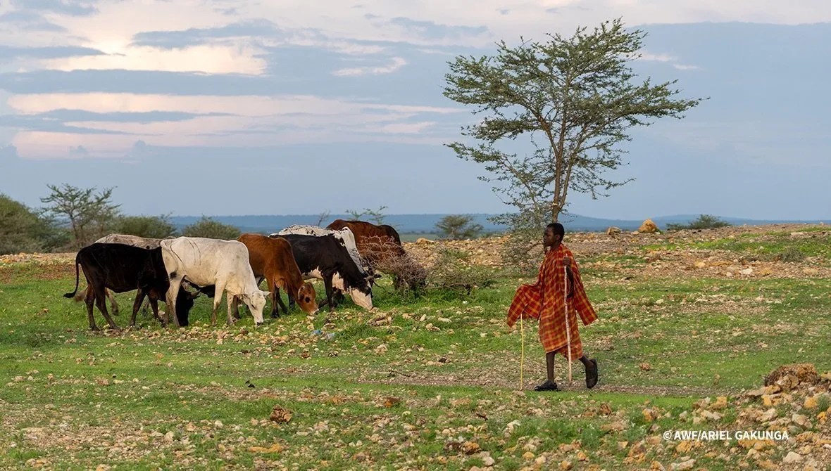 “Habari za ngombe” (how are your cows?) in San Diego