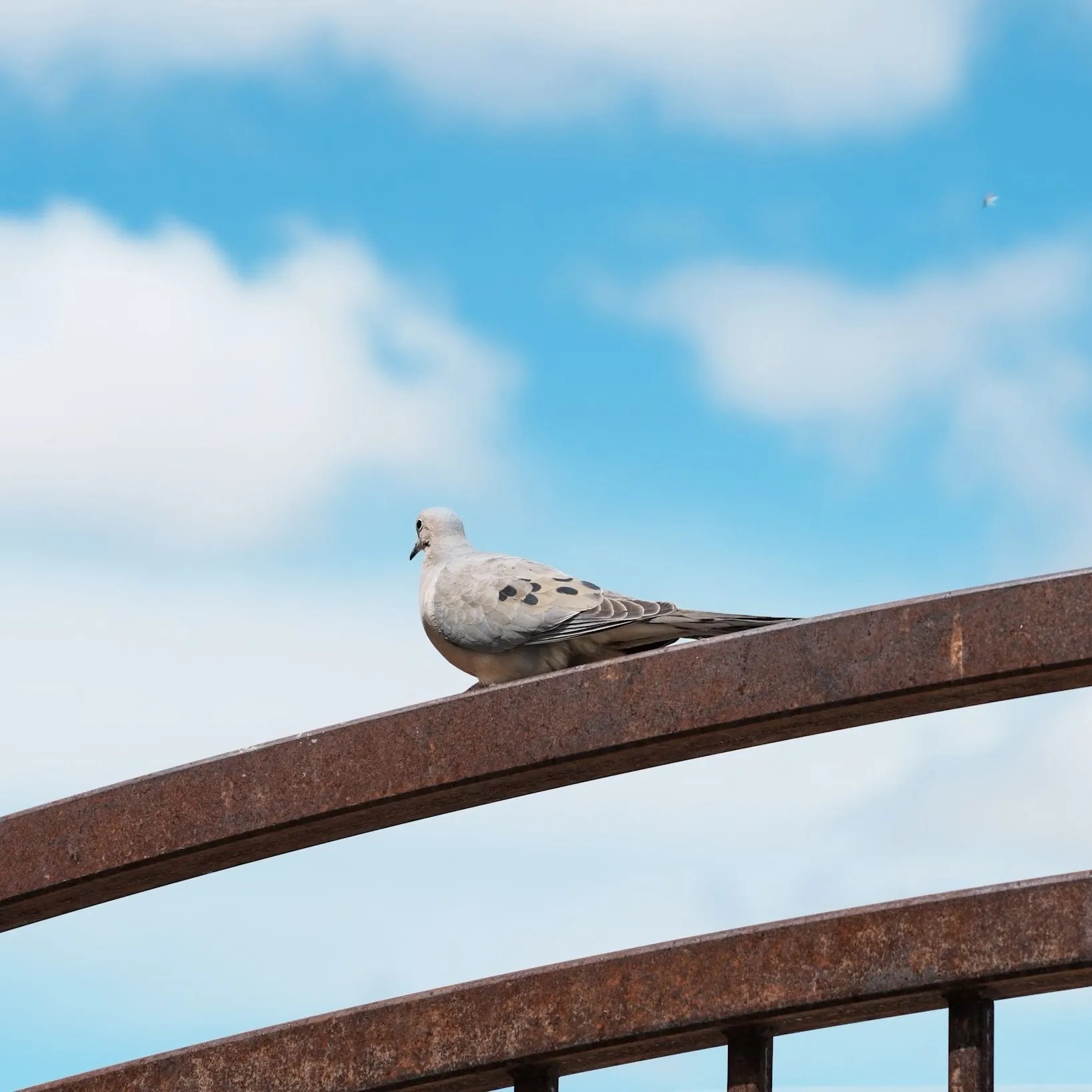 Spotting a mourning dove, a symbol of hope, renewal, and peace, in Colorado