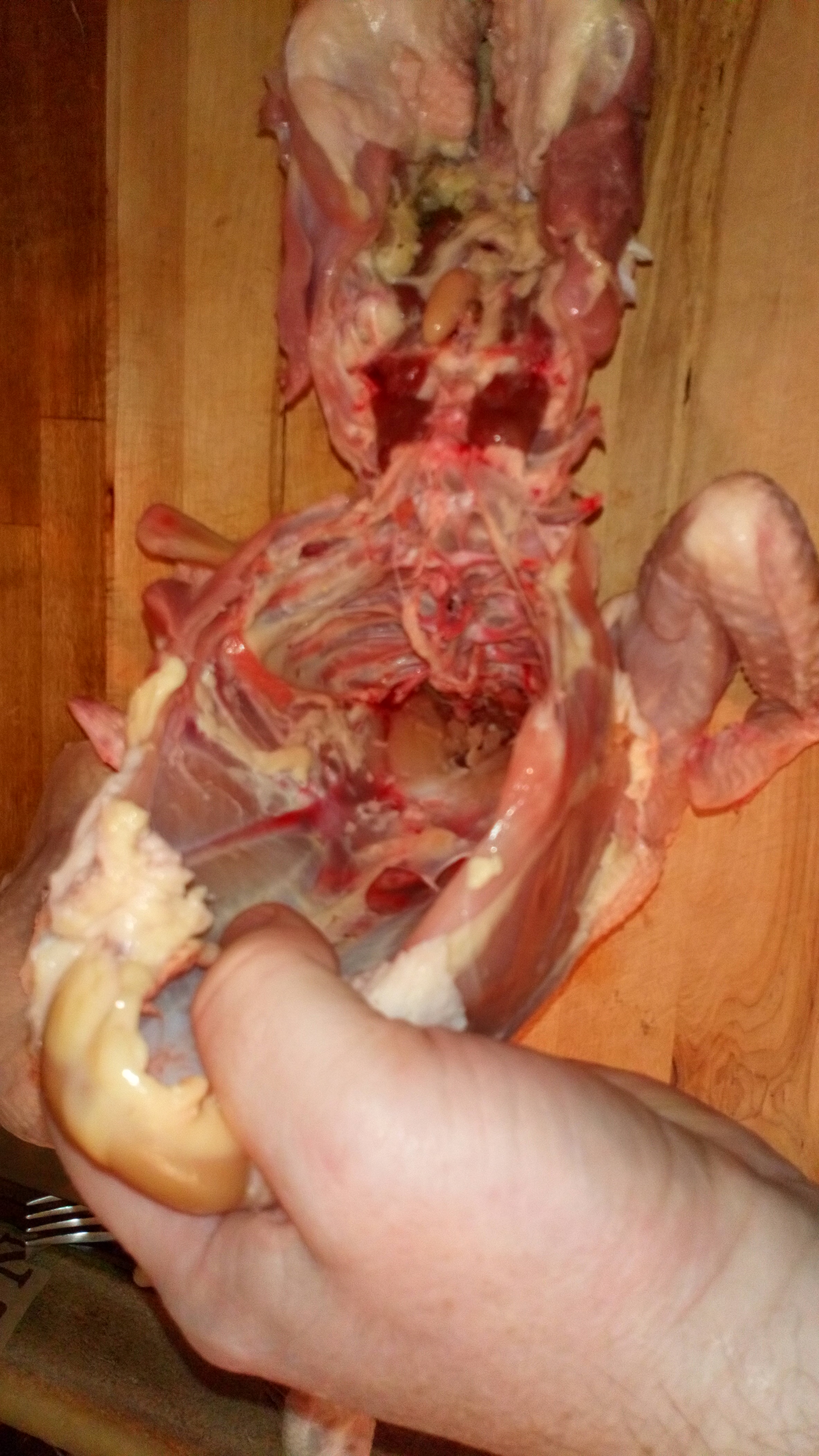 Ensuite, casser l'arrière de la volaille, en le penchant vers l'arrière tout en maintenant la partie avant. Then, break the back of the poultry, in the tendency towards the back while maintaining the part before.