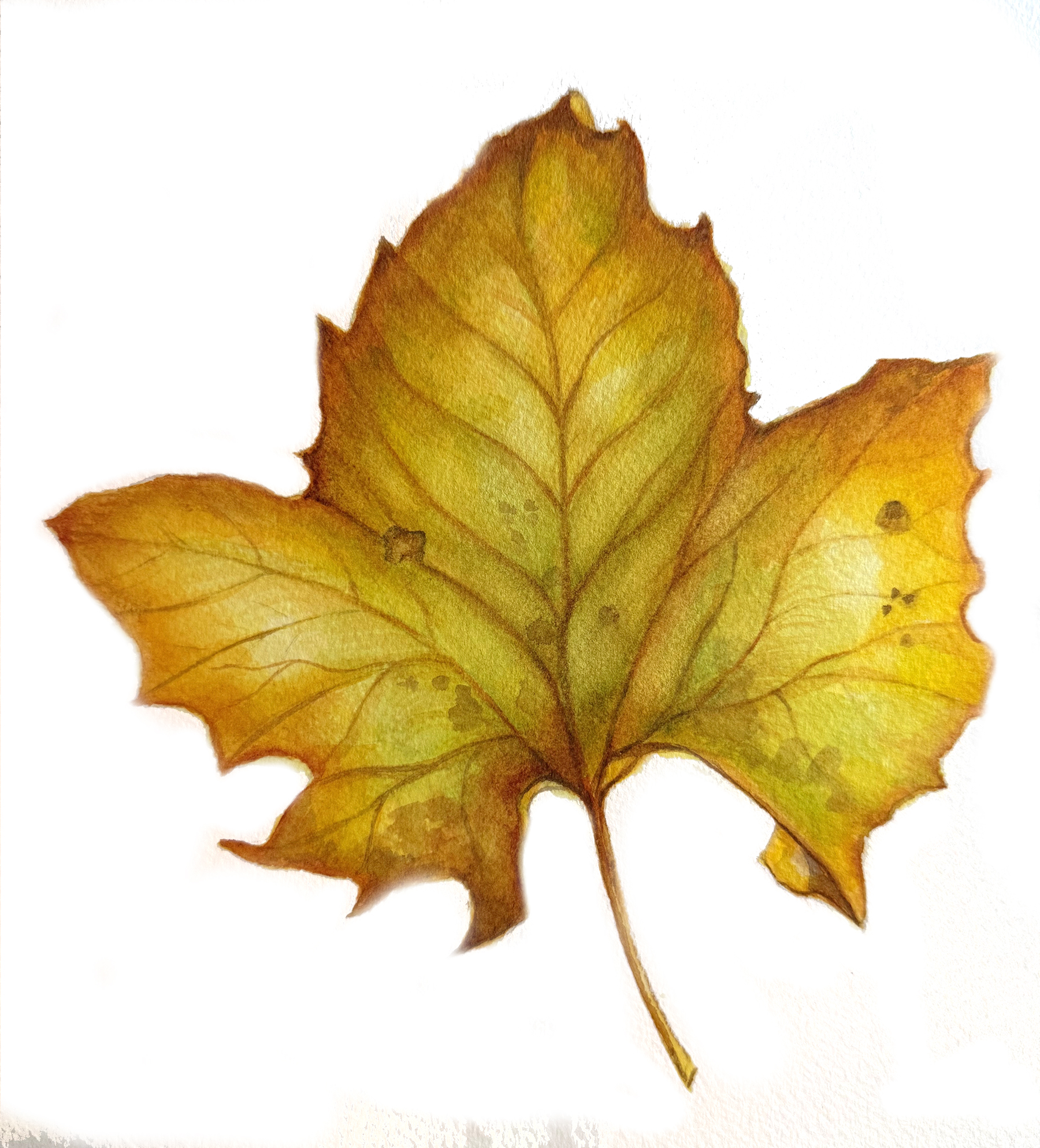 October 11, 2026 - Golden Leaf in Watercolor Paint with Susan Long