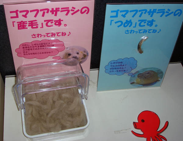 どってことはないのだが・・・触ってみた【鶴岡市 加茂水族館】：ひがないちにち