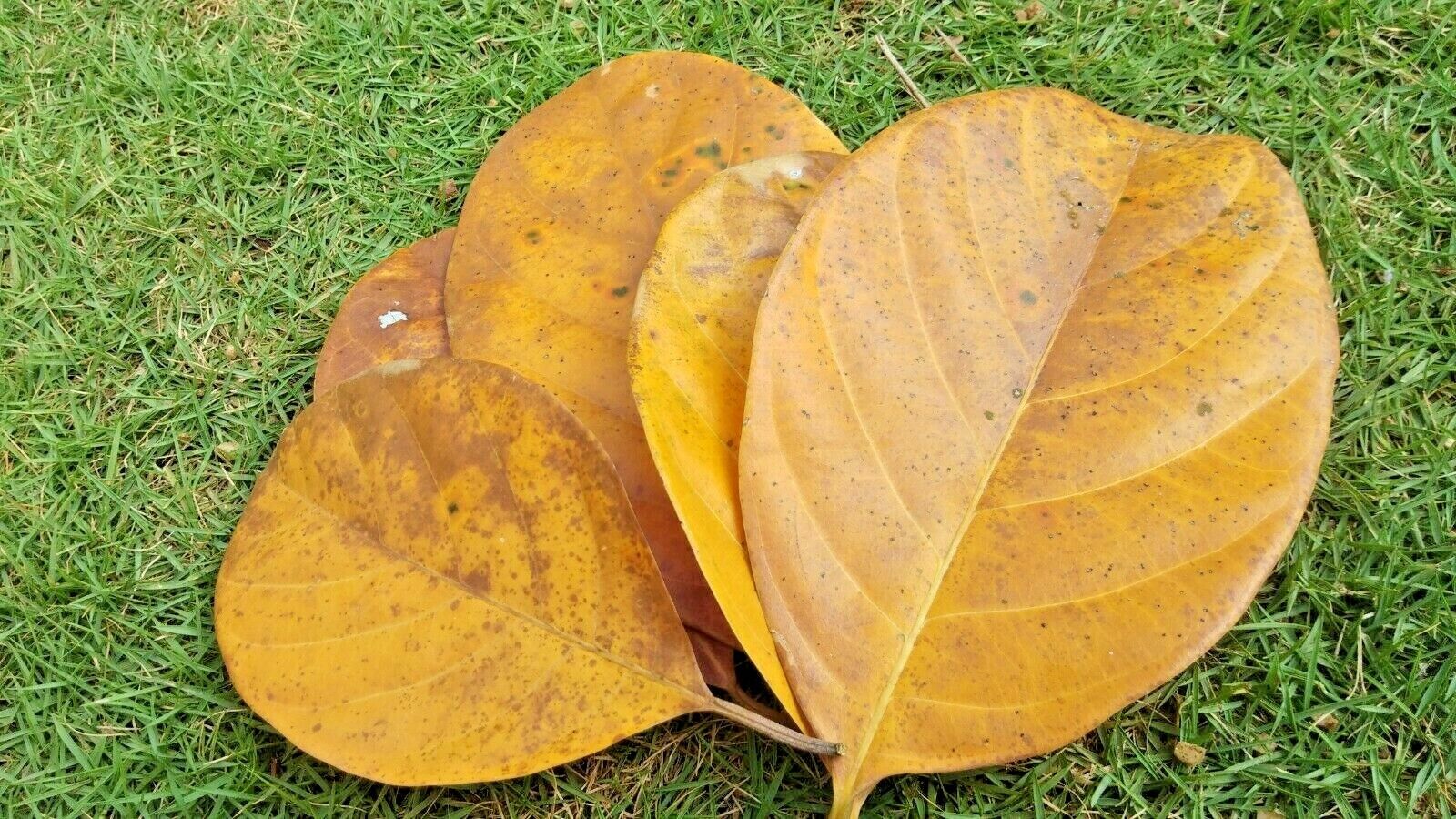 Ceylon Dried Jack Fruit Leave Shrimp Betta Fish Aquarium Organic Aquarium 500pcs - Görsel 2