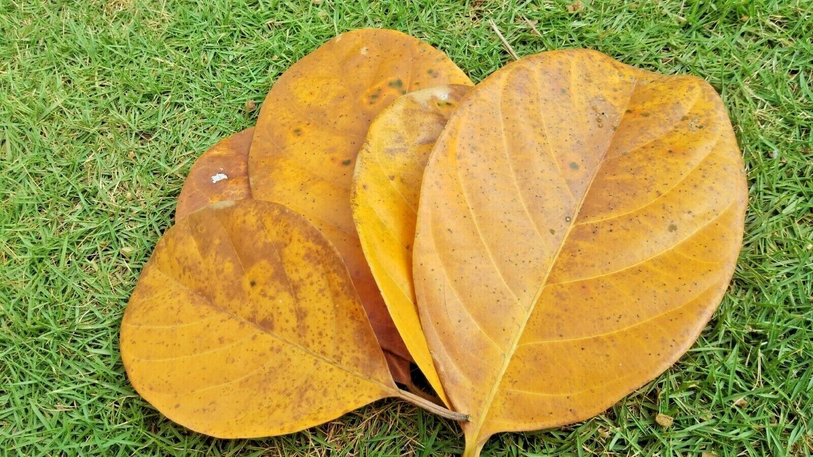 Ceylon Dried Jack Fruit Leave Shrimp Betta Fish Aquarium Organic Aquarium 500pcs - Görsel 5