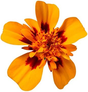 Çiçek tohumları Mix Tagetes 200 tohumları