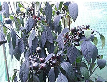 Chili Black Pearl 10 tohum - Yuvarlak meyveli güzel biber - Görsel 2