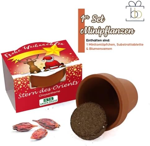 Bull & Bear Mini bitki seti 'Frohe Weihnachten' saksıda oryantal yıldız tohumları ile, 4,5 cm, krizantem yetiştirme seti, bakım talimatı (Türkçe olmayabilir) ile - Görsel 2