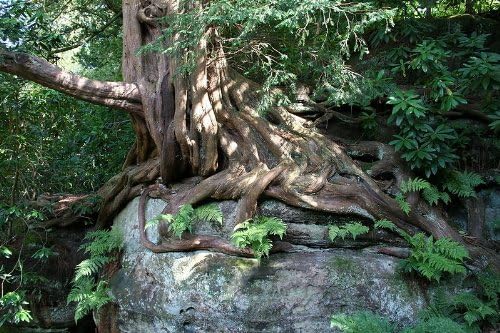 Eibe (Taxus baccata) 150 tohum (ev ağacı – kışa dayanıklı) nadir rastlanır >Bonsai için de uygundur<