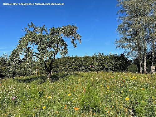 500 gr. Çiçek Bahçesi Arı Söğüt, Çiçek Karışımı, Çiçek Karışımı, Çiçek Bahçesi, 500 m²'ye kadar Blühking® - Görsel 5