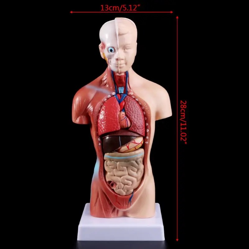 Tıbbi sahne modeli İnsan Torso vücut modeli anatomi anatomik tıbbi İç organlar öğretim için - AliExpress
