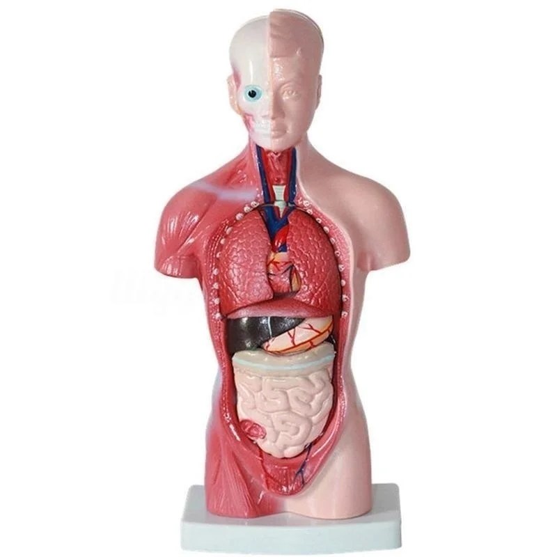28 cm İnsan Torso Vücut Modeli Anatomi Anatomik Kalp Beyin İskeleti Tıbbi İç Organlar Çocuklar Öğretim Öğrenme Malzemeleri - AliExpress - Görsel 4