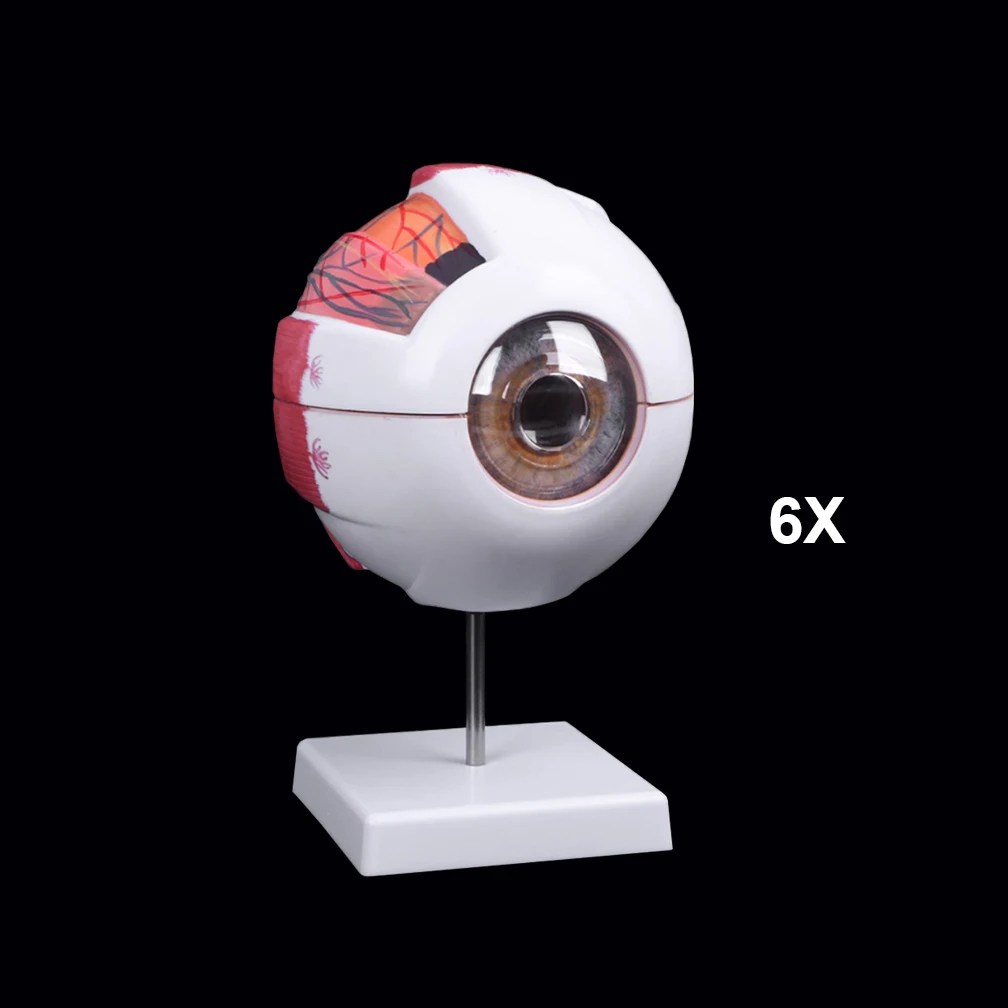 Göz Hastalıkları Çalışması için Göz Küresi Anatomisi Modeli, 6X 3X İnsan Göz Anatomisi Modeli Göz Anatomisi Modeli İnsan Organları Öğretim Prop - AliExpress - Görsel 7