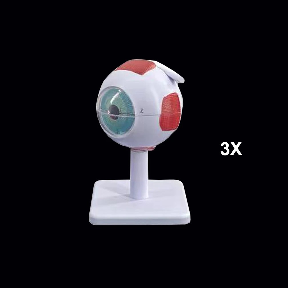 Göz Hastalıkları Çalışması için Göz Küresi Anatomisi Modeli, 6X 3X İnsan Göz Anatomisi Modeli Göz Anatomisi Modeli İnsan Organları Öğretim Prop - AliExpress - Görsel 8