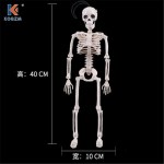 Yüksek kalite 40CM İnsan anatomisi anatomisi İskelet modeli tıbbi öğrenmek yardım anatomi insan iskelet modeli toptan perakende - AliExpress