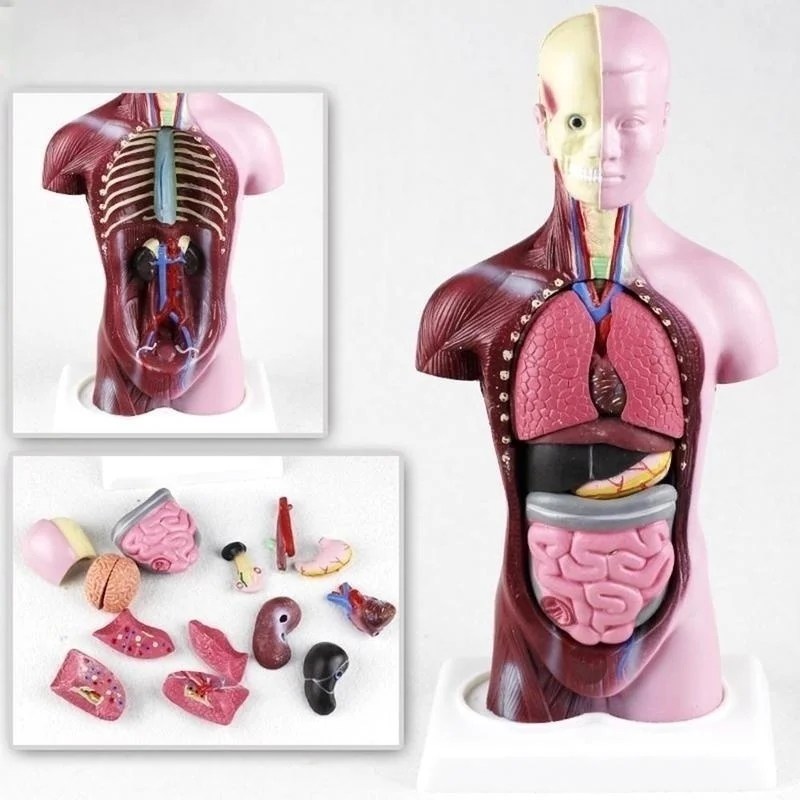 28 cm İnsan Torso Vücut Modeli Anatomi Anatomik Kalp Beyin İskeleti Tıbbi İç Organlar Çocuklar Öğretim Öğrenme Malzemeleri - AliExpress - Görsel 2