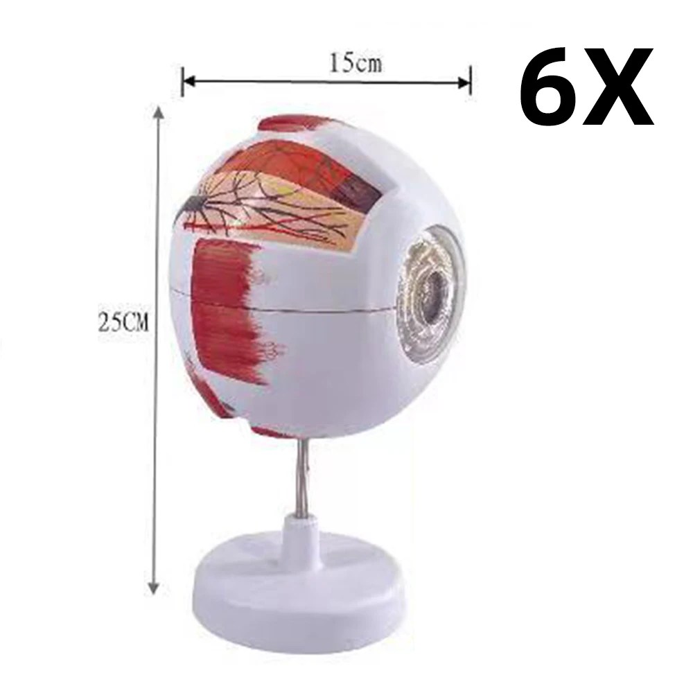 Göz Hastalıkları Çalışması için Göz Küresi Anatomisi Modeli, 6X 3X İnsan Göz Anatomisi Modeli Göz Anatomisi Modeli İnsan Organları Öğretim Prop - AliExpress - Görsel 5