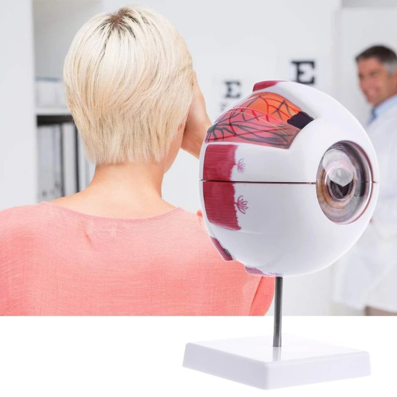 Göz Hastalıkları Çalışması için Göz Küresi Anatomisi Modeli, 6X 3X İnsan Göz Anatomisi Modeli Göz Anatomisi Modeli İnsan Organları Öğretim Prop - AliExpress - Görsel 3