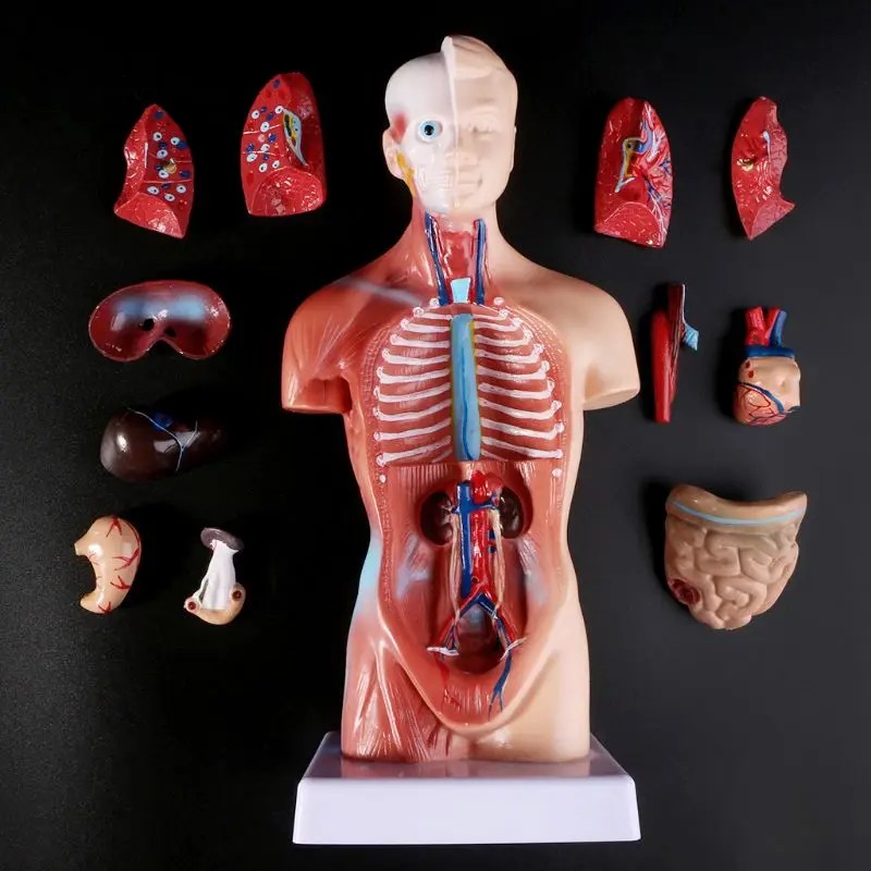 28 cm İnsan Torso Vücut Modeli Anatomi Anatomik Kalp Beyin İskeleti Tıbbi İç Organlar Çocuklar Öğretim Öğrenme Malzemeleri - AliExpress - Görsel 7
