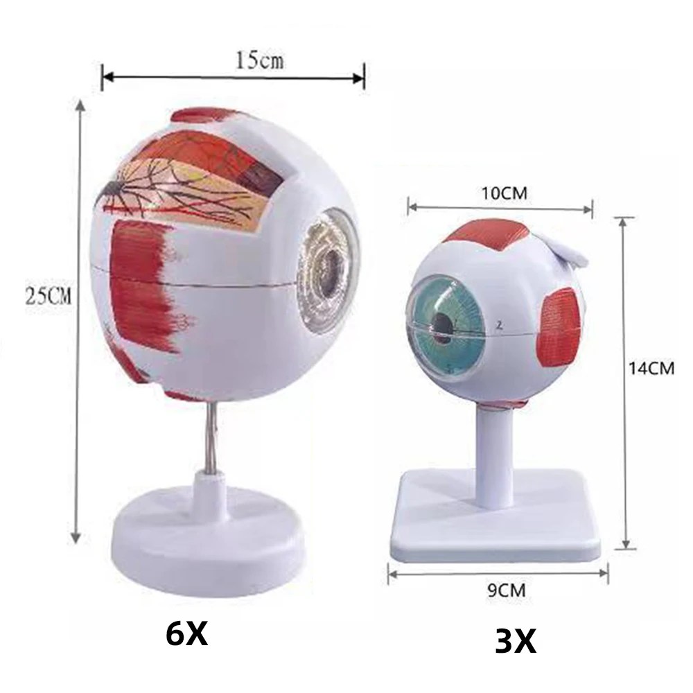 Göz Hastalıkları Çalışması için Göz Küresi Anatomisi Modeli, 6X 3X İnsan Göz Anatomisi Modeli Göz Anatomisi Modeli İnsan Organları Öğretim Prop - AliExpress - Görsel 2