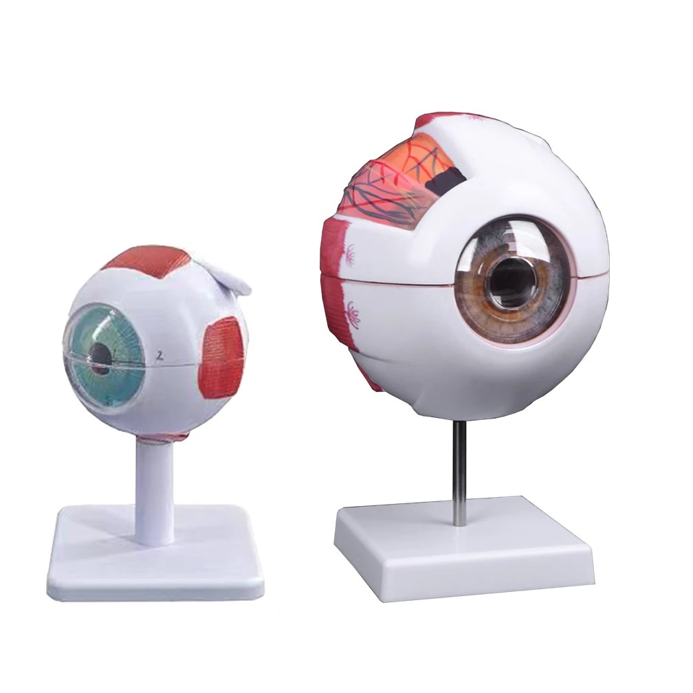 Göz Hastalıkları Çalışması için Göz Küresi Anatomisi Modeli, 6X 3X İnsan Göz Anatomisi Modeli Göz Anatomisi Modeli İnsan Organları Öğretim Prop - AliExpress - Görsel 4