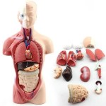 28 cm İnsan Torso Vücut Modeli Anatomi Anatomik Kalp Beyin İskeleti Tıbbi İç Organlar Çocuklar Öğretim Öğrenme Malzemeleri - AliExpress