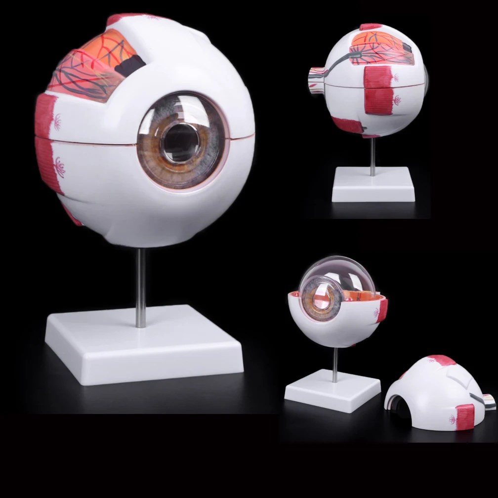 Göz Hastalıkları Çalışması için Göz Küresi Anatomisi Modeli, 6X 3X İnsan Göz Anatomisi Modeli Göz Anatomisi Modeli İnsan Organları Öğretim Prop - AliExpress - Görsel 1