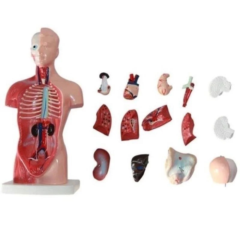 28 cm İnsan Torso Vücut Modeli Anatomi Anatomik Kalp Beyin İskeleti Tıbbi İç Organlar Çocuklar Öğretim Öğrenme Malzemeleri - AliExpress - Görsel 3