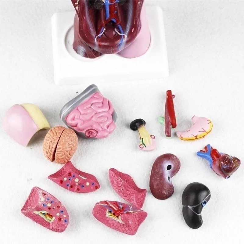28 cm İnsan Torso Vücut Modeli Anatomi Anatomik Kalp Beyin İskeleti Tıbbi İç Organlar Çocuklar Öğretim Öğrenme Malzemeleri - AliExpress - Görsel 5