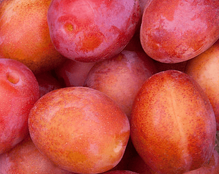 Close-up of ripe plums