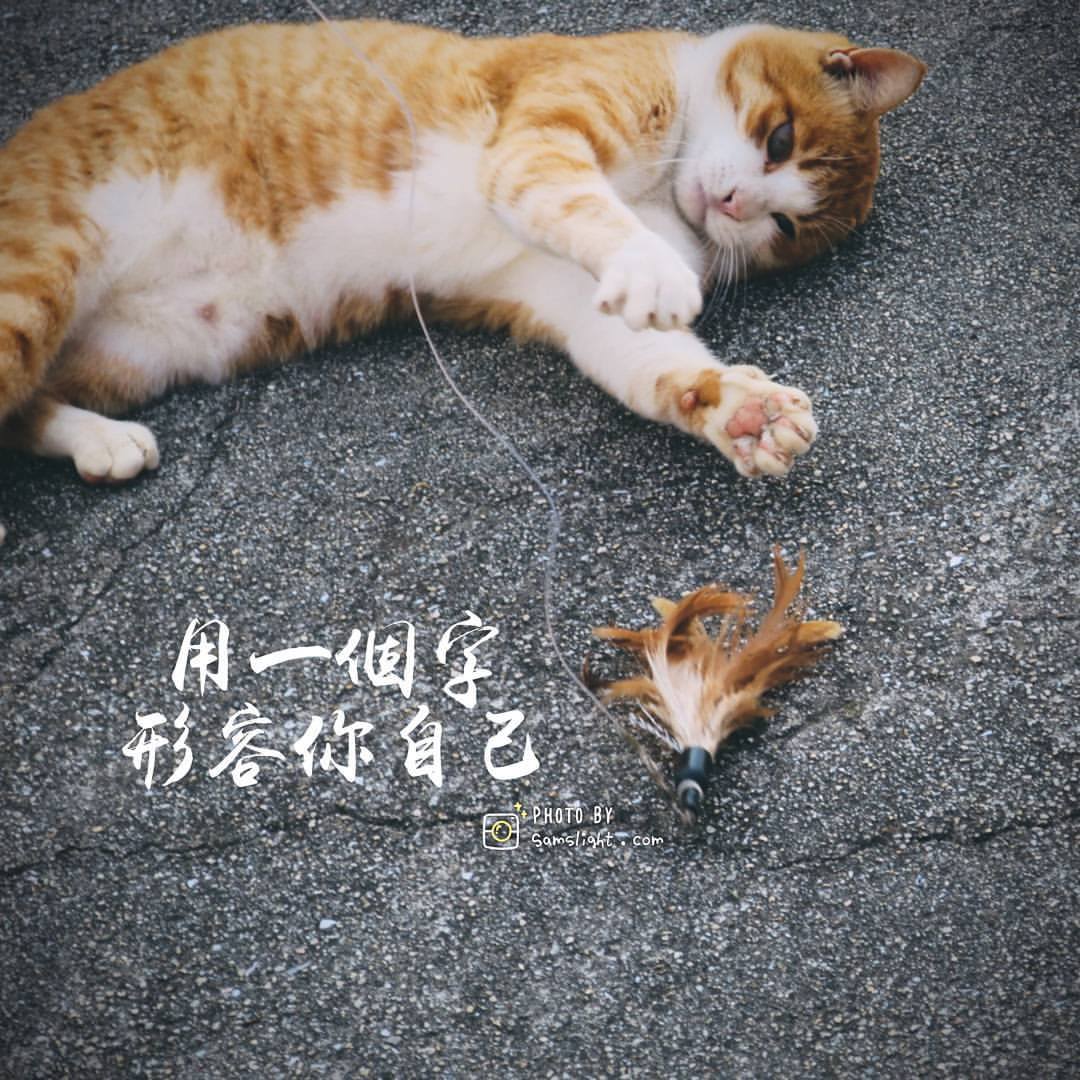 aoshima11