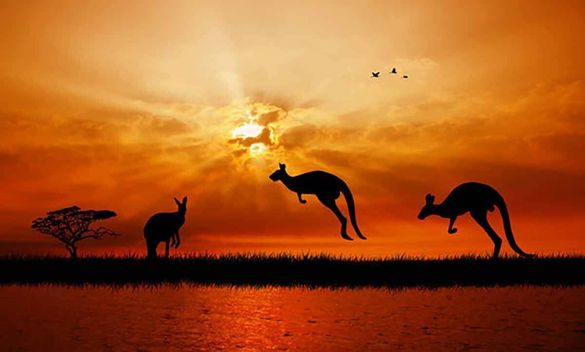 Australia Kangaroo