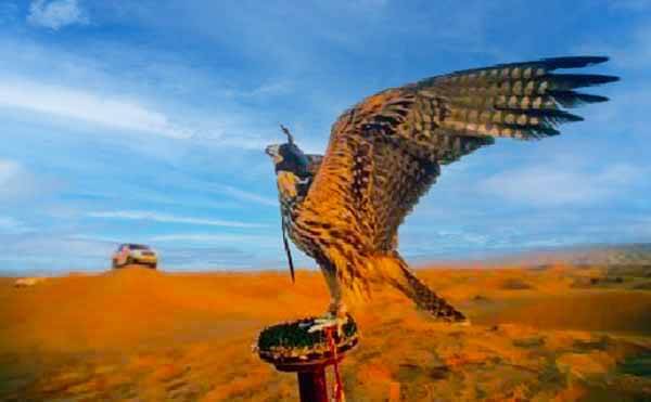 Falcon