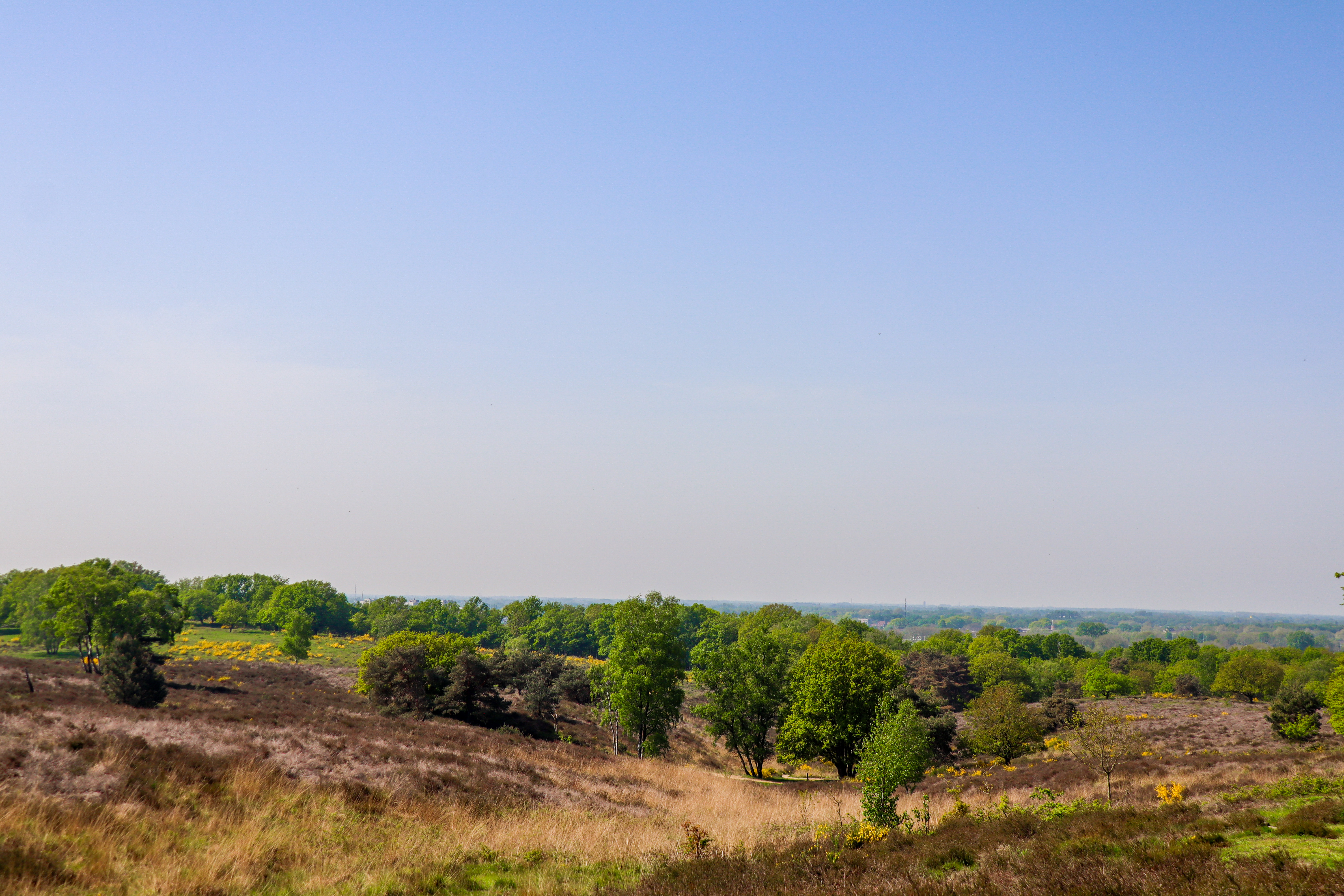 Landschap tijdens de NS-wandeling Mookerheide
