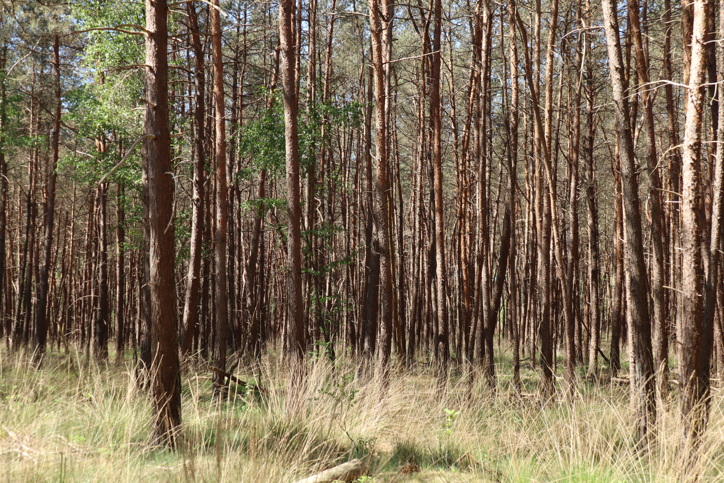 Dennenbos langs de Roestelbergroute in de Loonse en Drunense Duinen