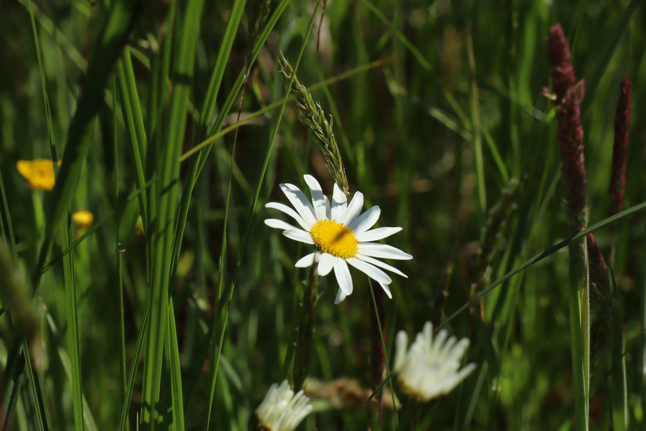 Recovering grassland in the Vlijmens Ven during the Mandigerspad