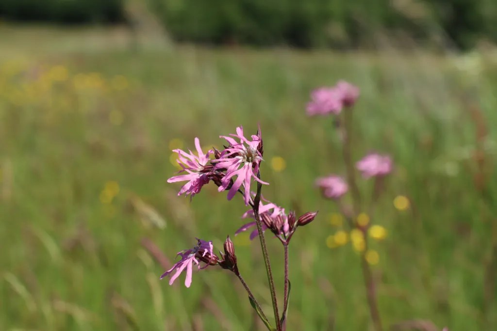 Grassland during the walk through the Vlijmens Ven