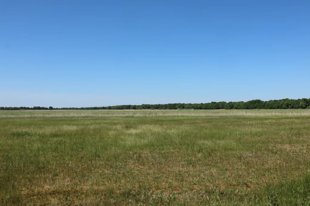Narrow walking paths through the wet grassland