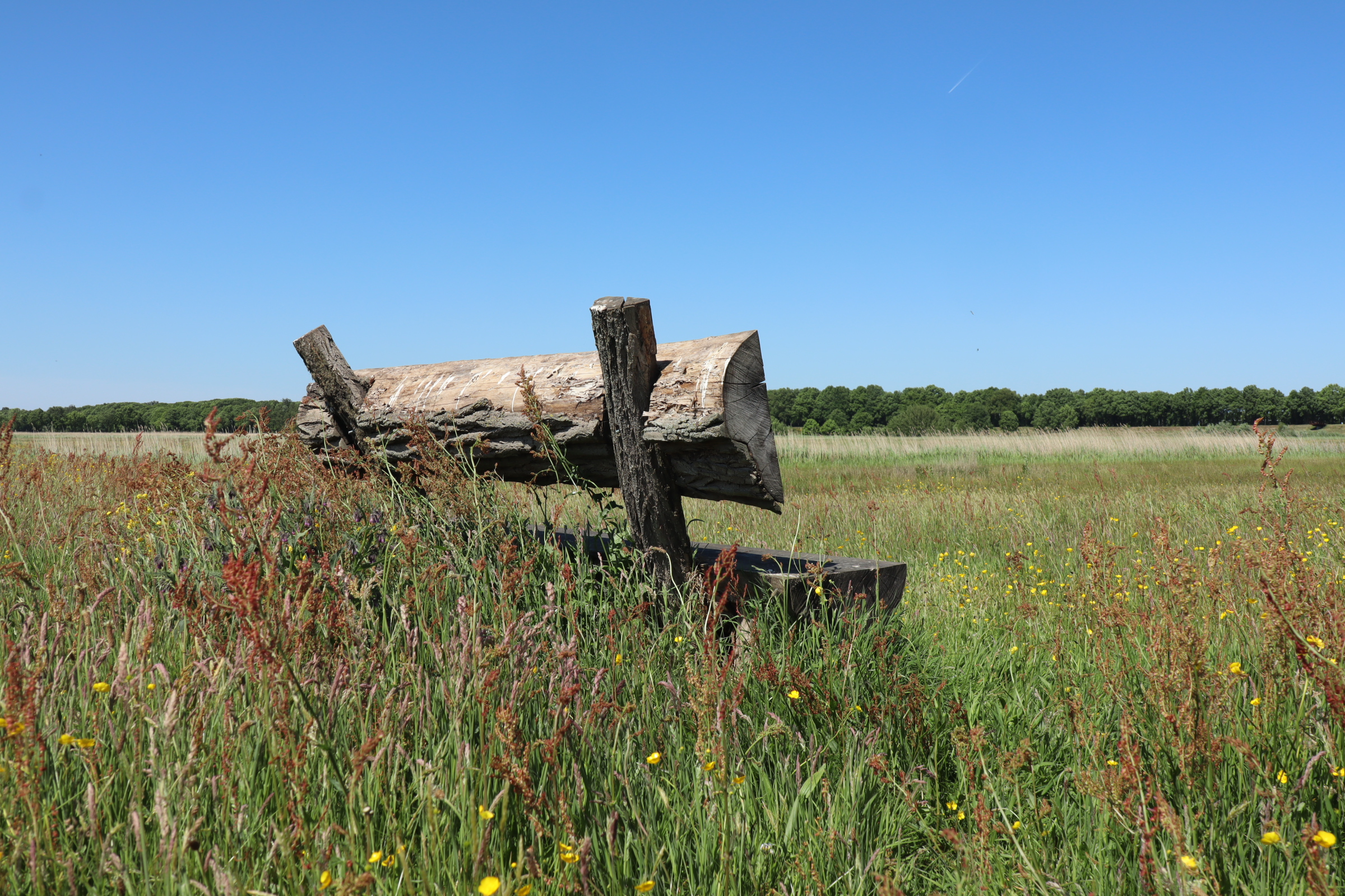 Flowering grassland during the Mandigerspad in the Vlijmens Ven