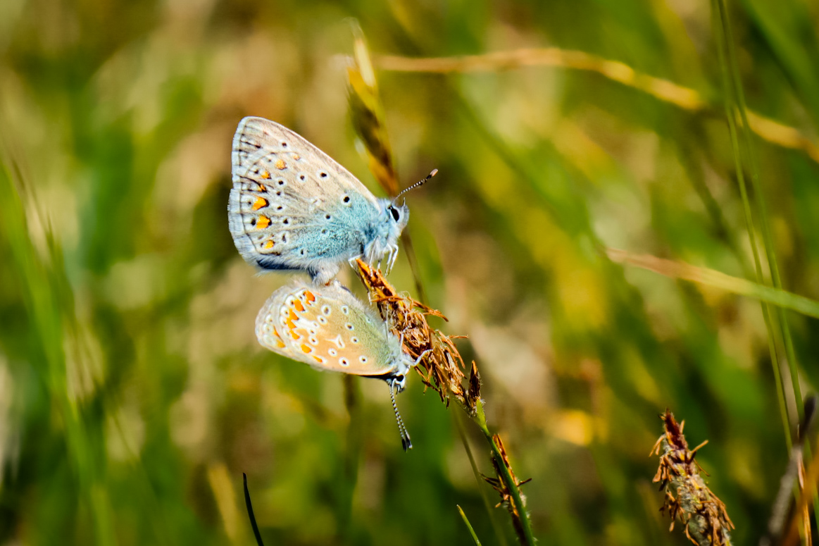 Blue grassland with flowers along the Mandigerspad