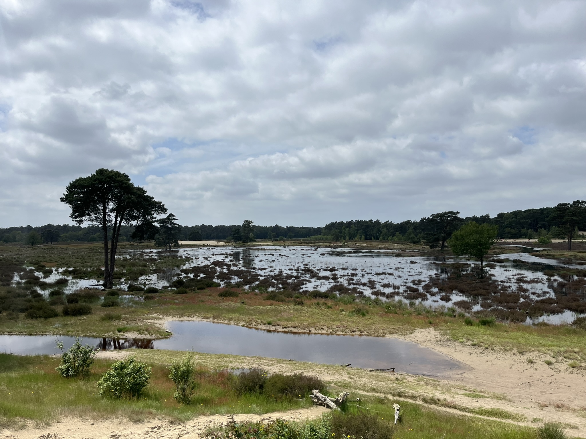 Natte heide aan het einde van de Roestelbergroute