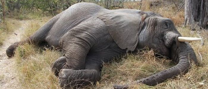 सप्तरीमा करेन्ट लागेर मर्‍यो हात्ती
