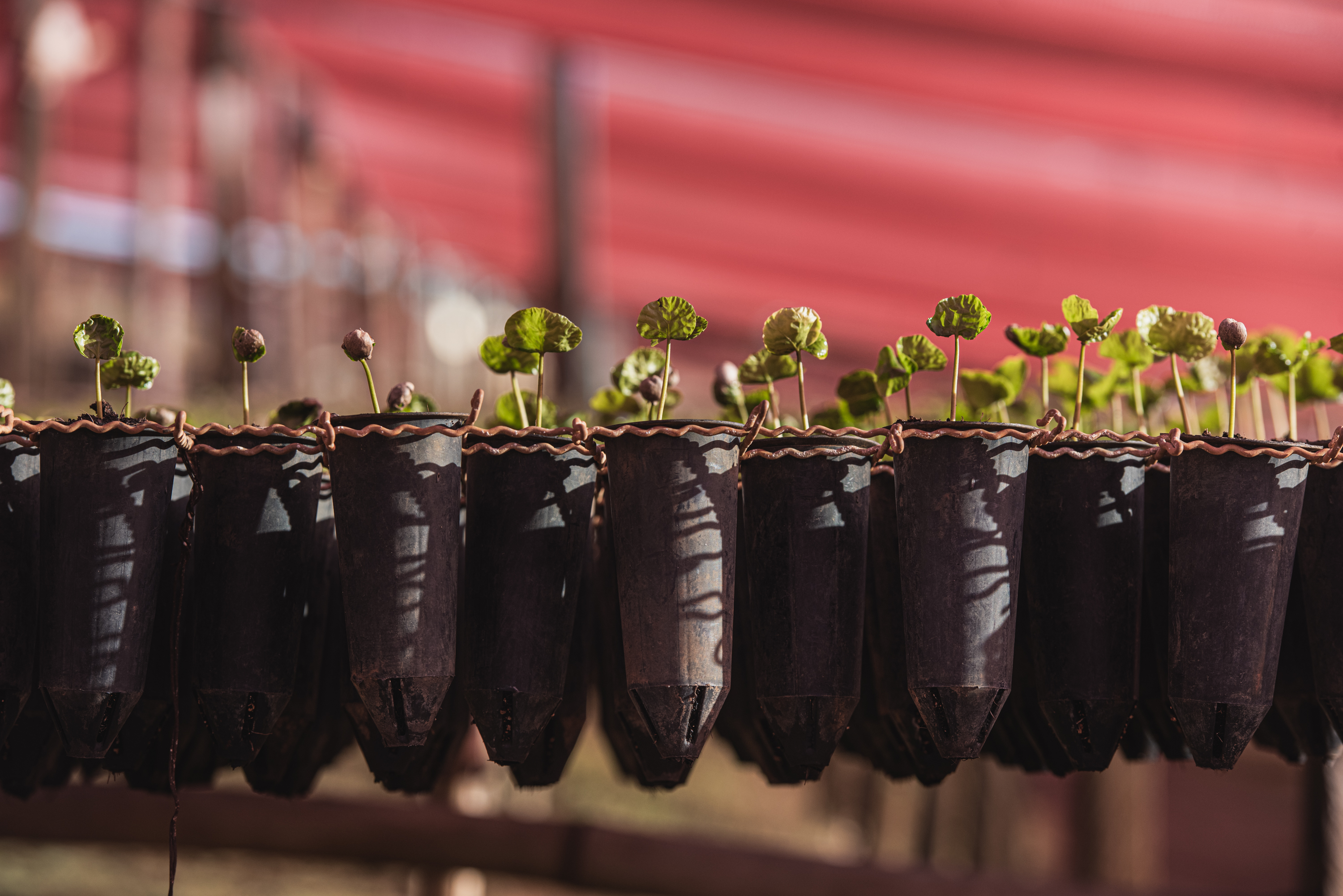 Greening Coffee Decarbonizing The Agri Value Chain - High Quality Full HD Sunset Backgrounds | Free Download