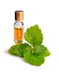 Parsley Essential Oil-10mls (Petroselinum sativum/crispum – Umbelliferae)