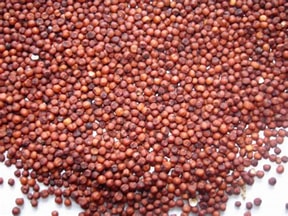 Millet Seeds - (Panicum Milliaceum)  200gms