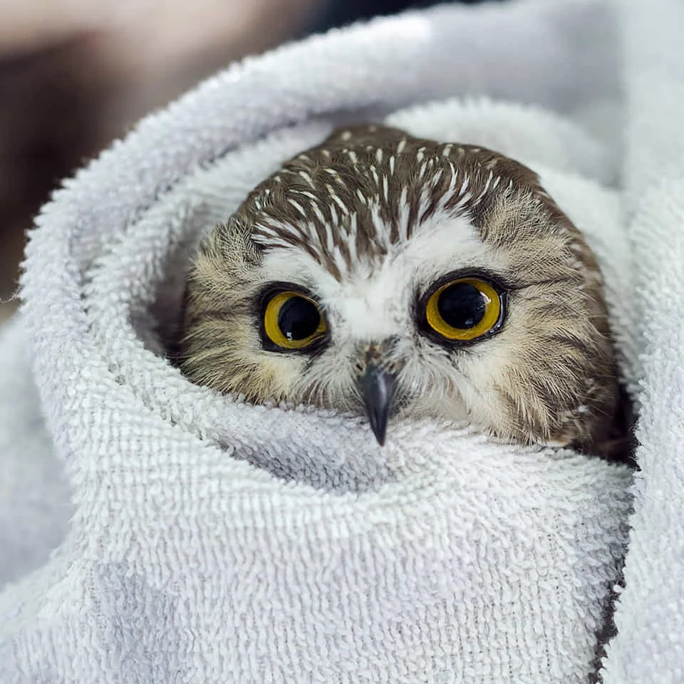Adorable owls wrapped in towels tell real rescue stories. Explore wildlife rehab, animal care, and the healing power of compassion—one owl at a time.