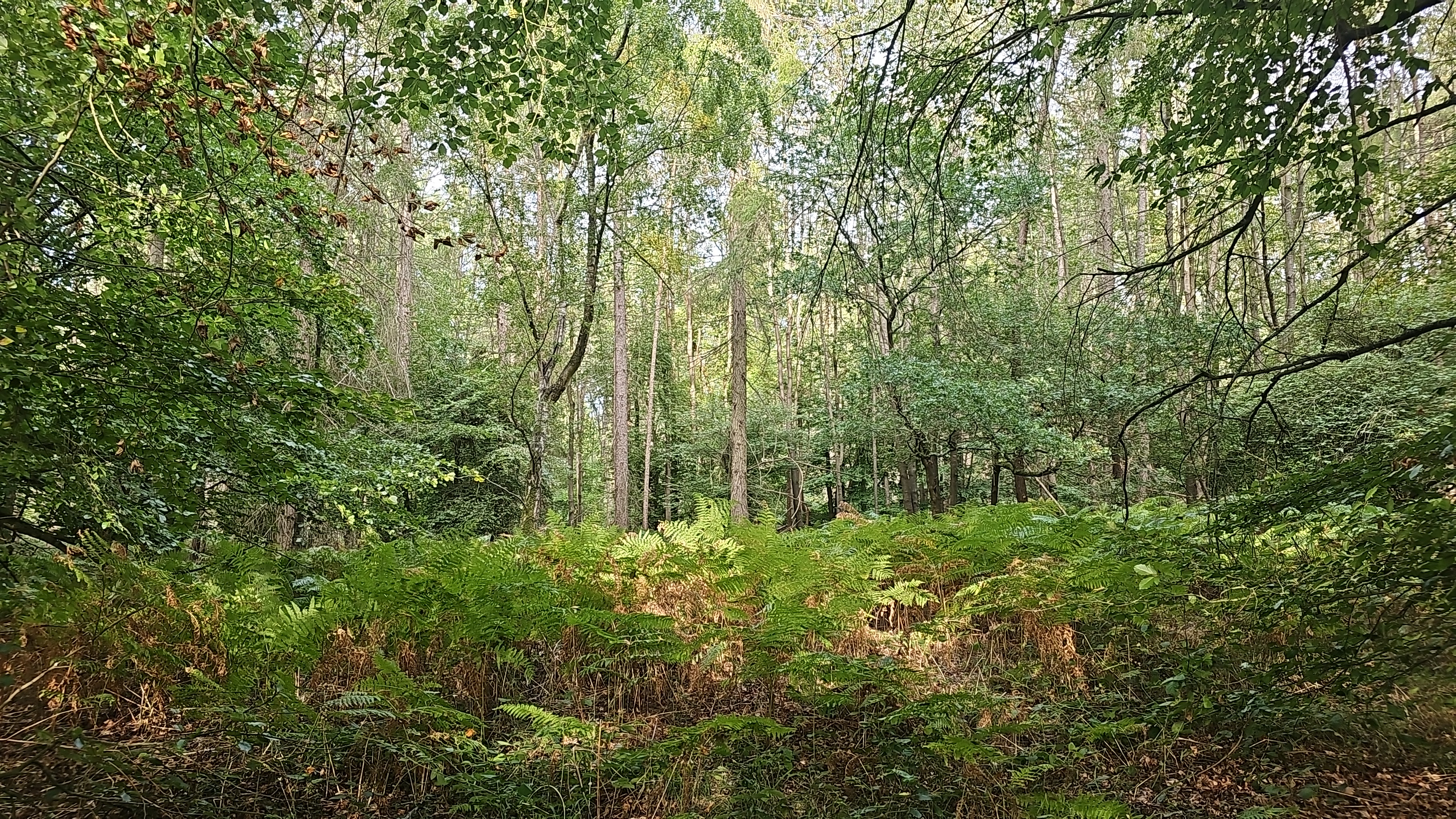 Lower Assendon four mile circular walk
