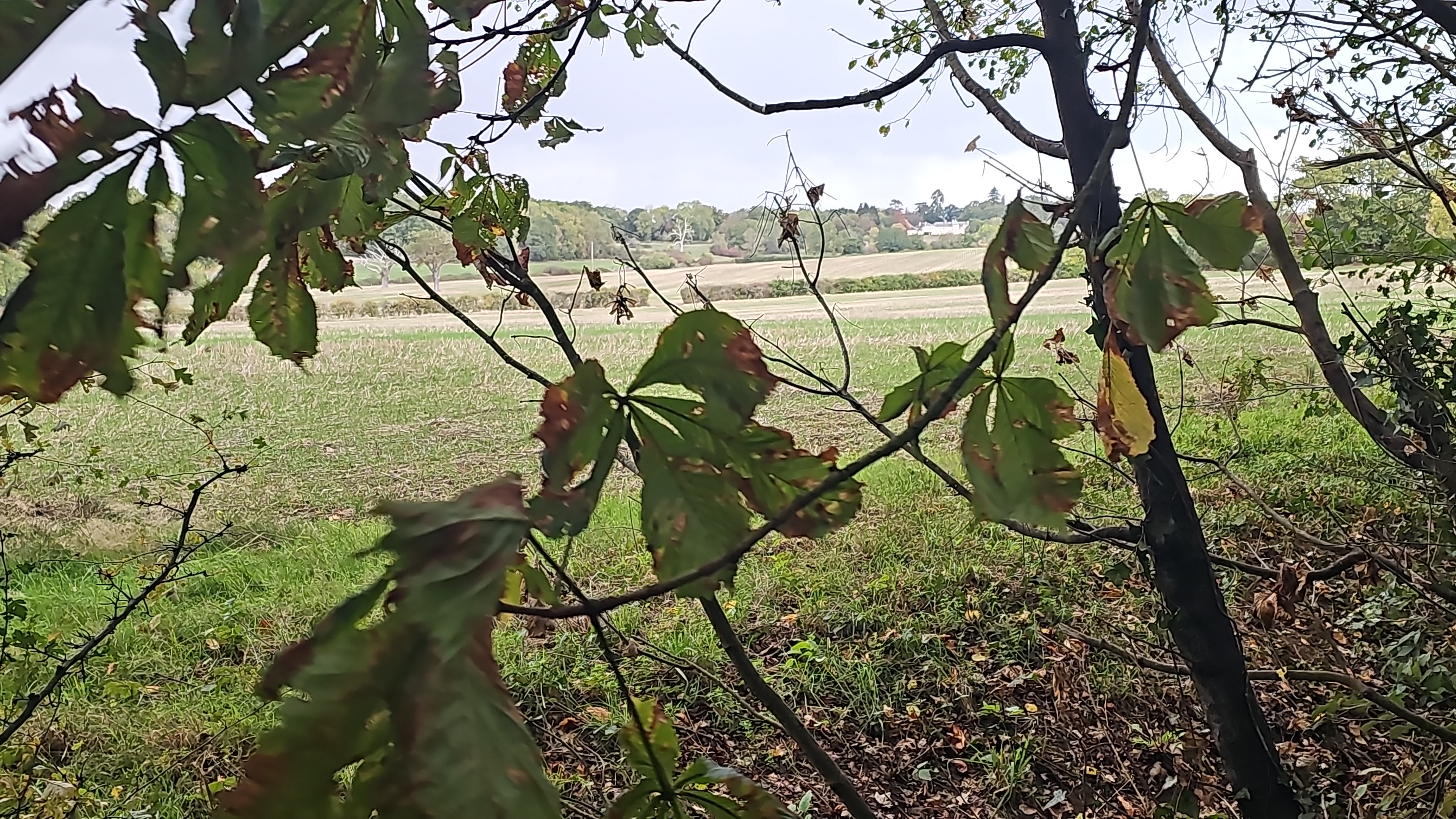 Sabbath walk in the Binfield countryside.