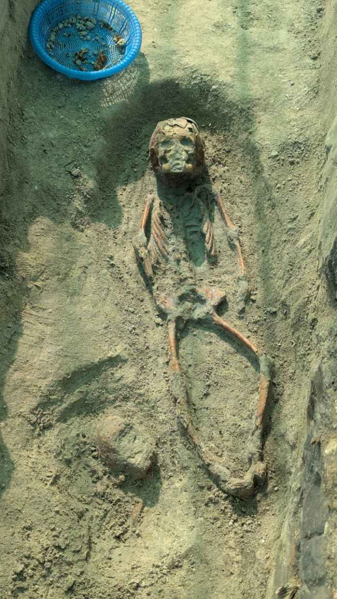 Degraded skeletal remains of a small animal lying in a sandy trench, with a blue plastic basket in the top left corner.
