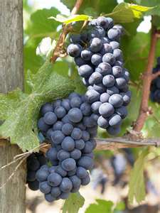 PERUMPAMAAN TENTANG POKOK ANGGUR DAN CARANG-CARANGNYA